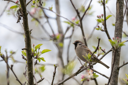 Eurasian Tree Sparrow