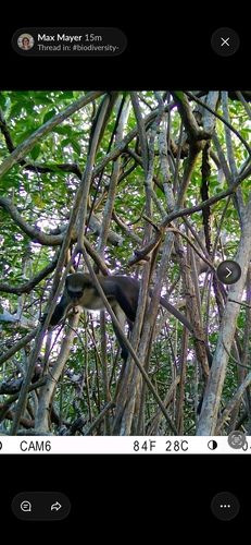 Mona Monkey