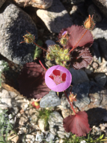 iNaturalist observation photo of desert fivespot