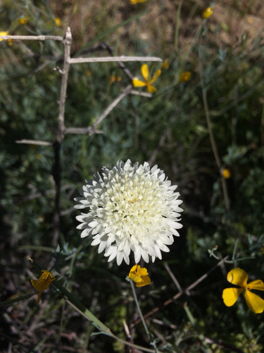 iNaturalist observation photo of Fremont's pincushion