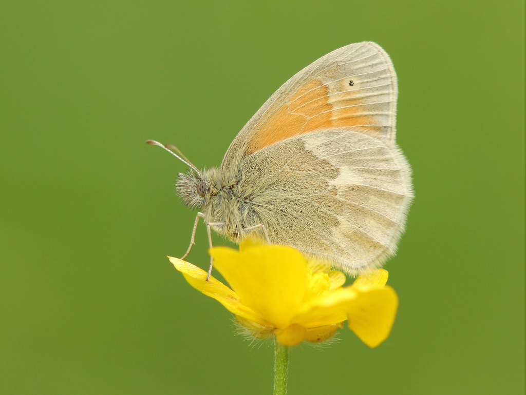 California ringlet butterfly