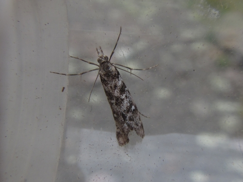 Gadira petraula