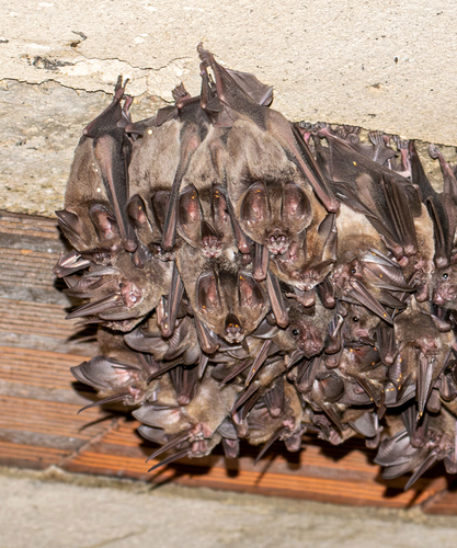 Tomes's Sword-nosed Bat
