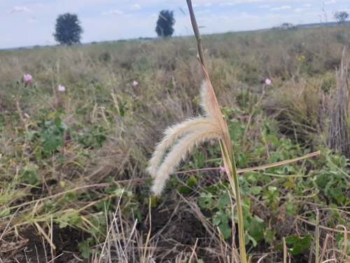 Bothriochloa erianthoides