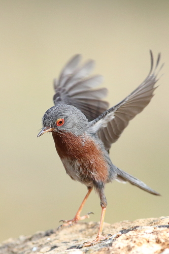 Dartford Warbler