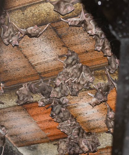 Common Vampire Bat