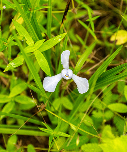 Cipura paludosa