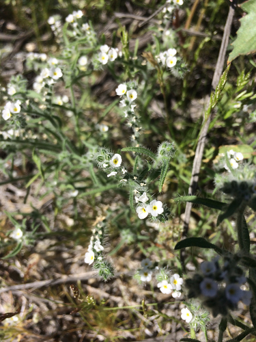 iNaturalist observation photo of Cynoglosseae