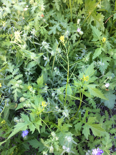 iNaturalist observation photo of London rocket