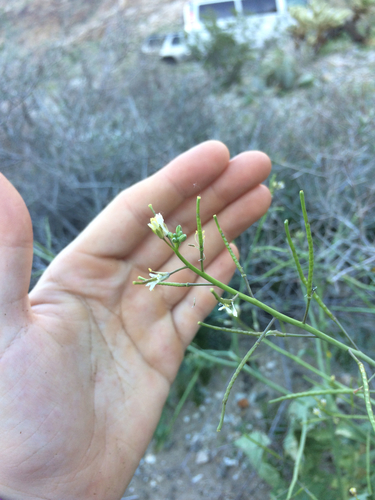 iNaturalist observation photo of Saharan Mustard