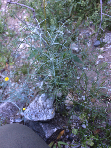 iNaturalist observation photo of Asteroideae