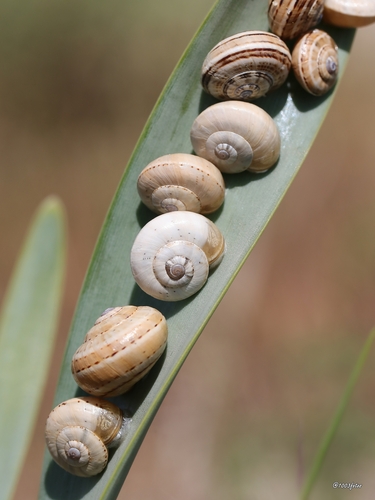 Theba pisana