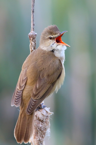 Great Reed Warbler