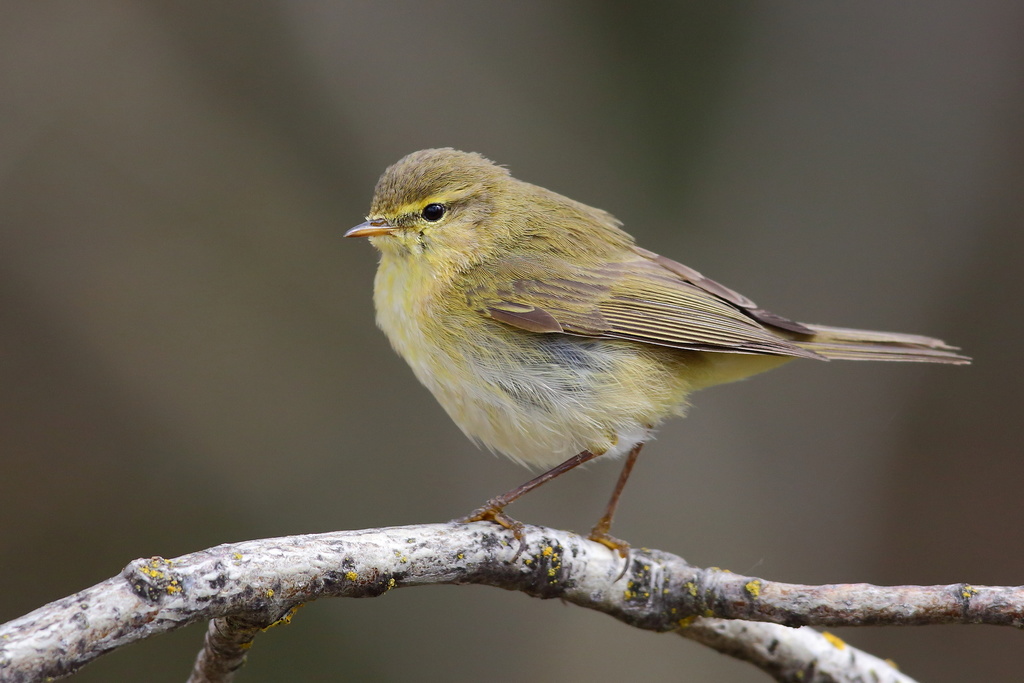 Iberian Chiffchaff (Phylloscopus ibericus) photo