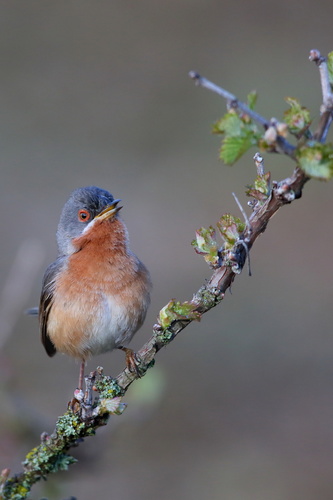 Western Subalpine Warbler