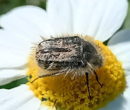Hairy Rose Beetle