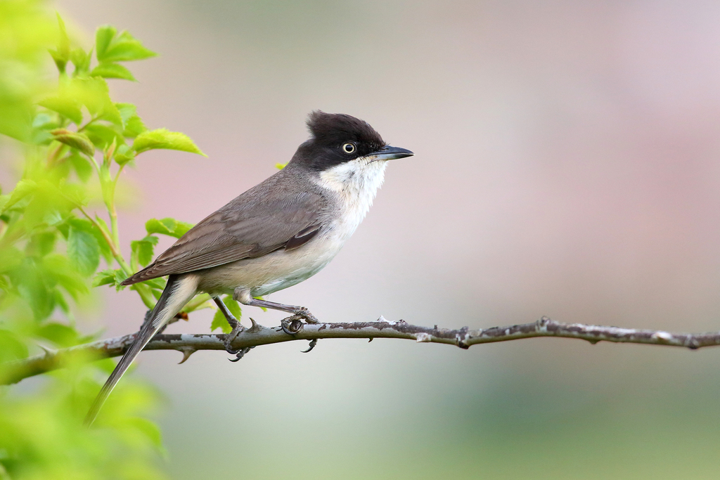 Western Orphean Warbler (Curruca hortensis) photo