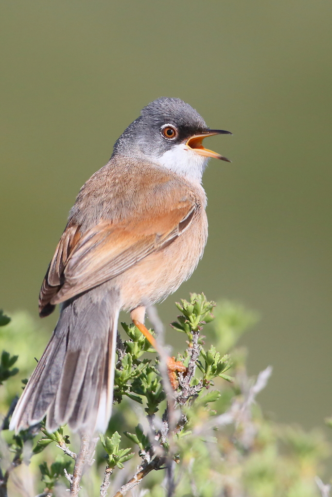 Spectacled Warbler photo