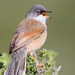 Spectacled Warbler - Photo (c) Carlos N. G. Bocos, all rights reserved, uploaded by Carlos N. G. Bocos