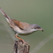 Common Whitethroat - Photo (c) Carlos N. G. Bocos, all rights reserved, uploaded by Carlos N. G. Bocos