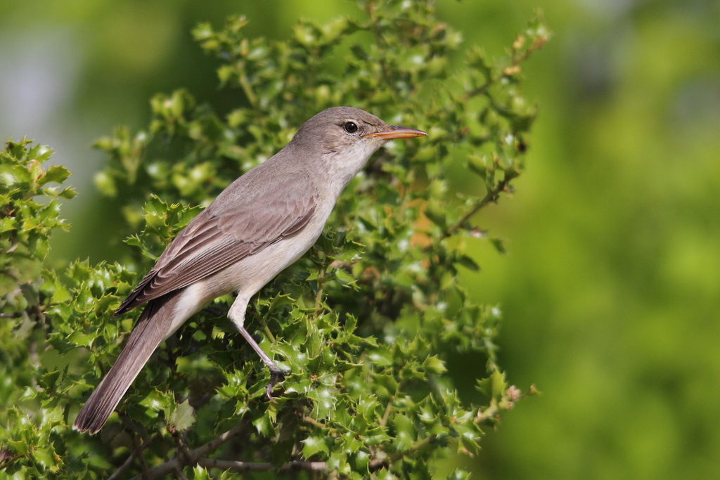 Olive-tree Warbler (Hippolais olivetorum) photo