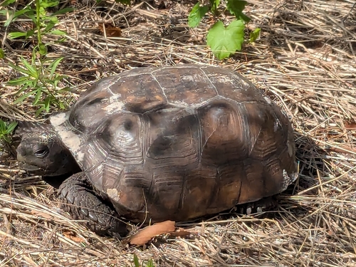 Gopherus polyphemus