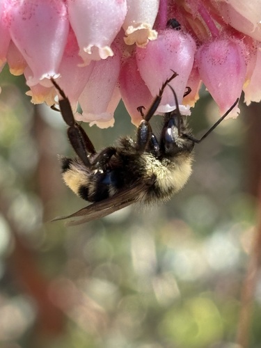 iNaturalist observation photo of Bumble Bees