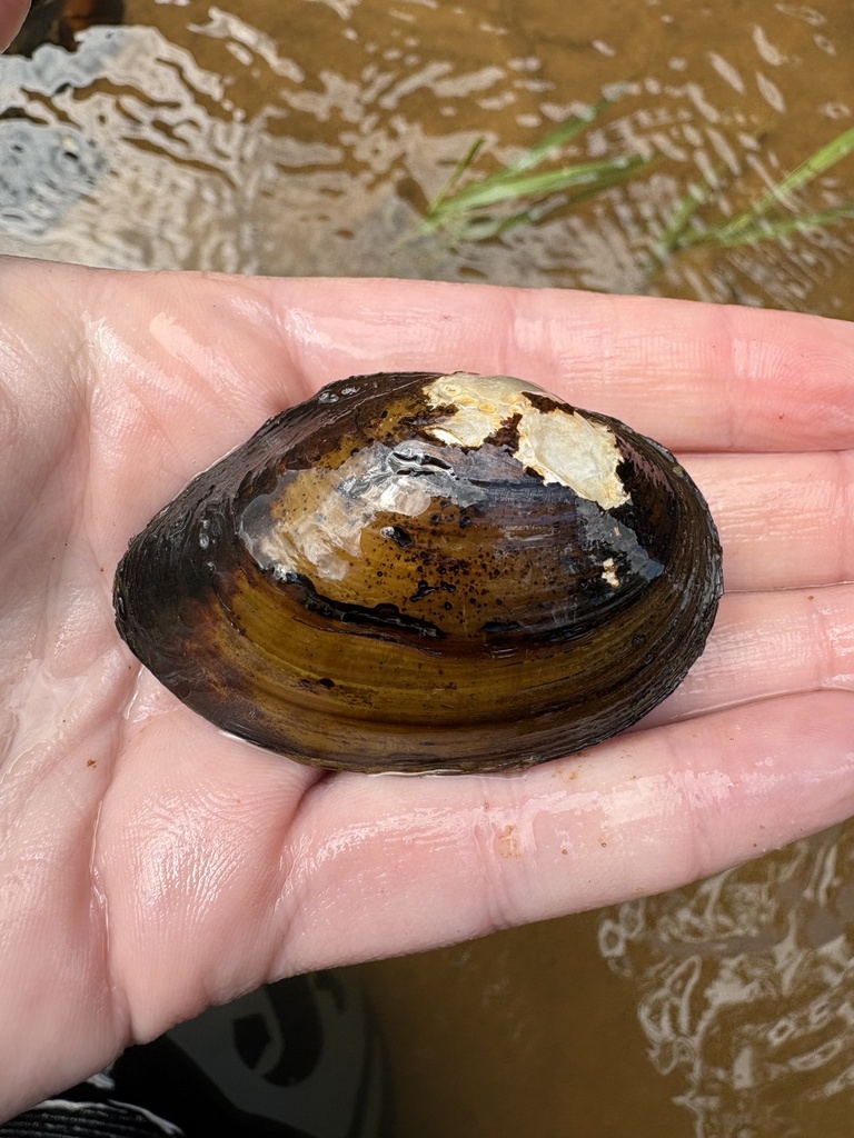 Mucket Native Range Orangenacre Mucket in May 2026 by Brittany Barker-Jones · iNaturalist