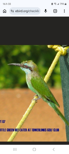 Arabian Green Bee-eater