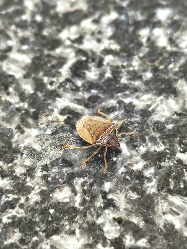 White-spotted Stink Bug