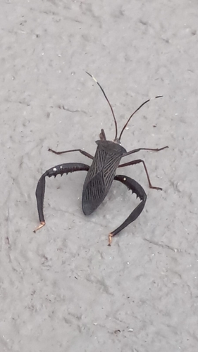 Spilopleura parensis