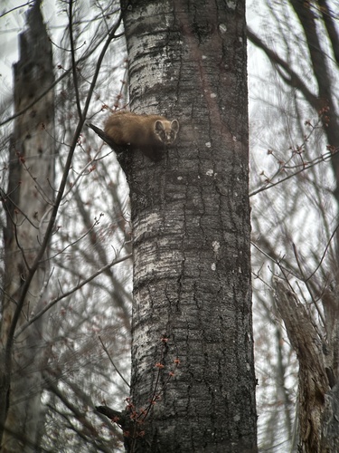 American Marten observed by stephen_nelson1