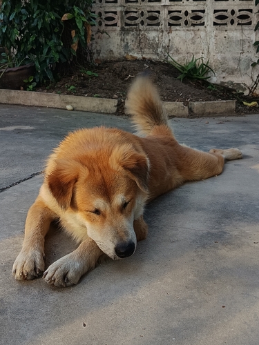Domestic Dog