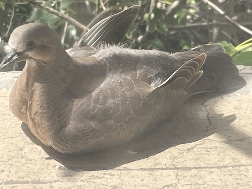 Spotted Dove