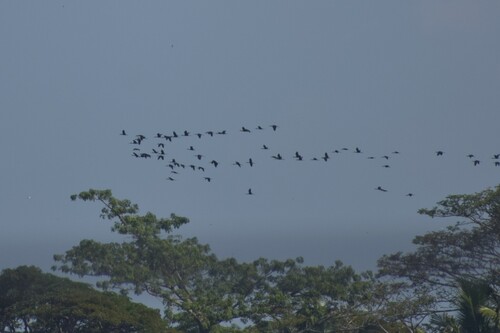 Glossy Ibis