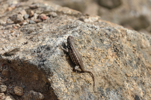 iNaturalist observation photo of Common Sagebrush Lizard
