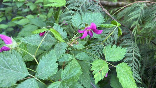 Salmonberry