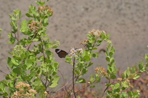 Swamp Tiger Butterfly