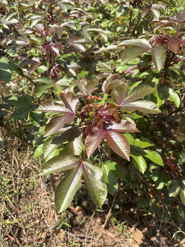Bellyache Bush