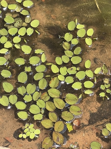 Giant Salvinia