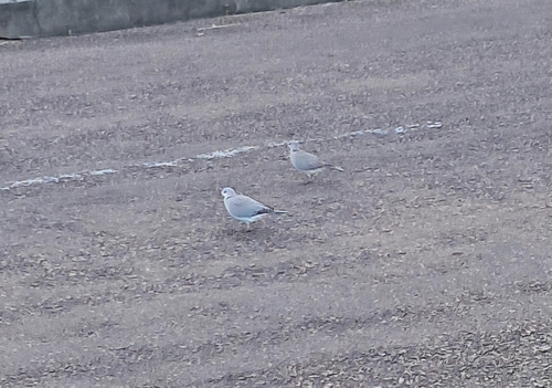 Cape Turtle Dove