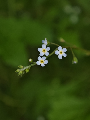 Cucumber-herb