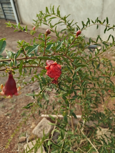 pomegranate
