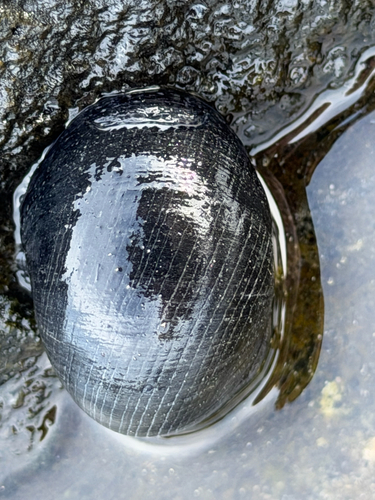 Nerita melanotragus