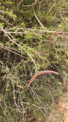 African wolfbane