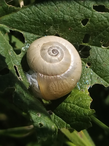 Theba pisana