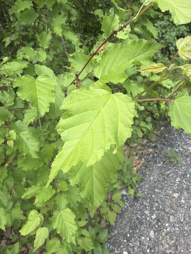 Tatarian Maple