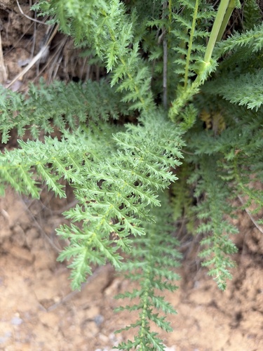 Dropwort