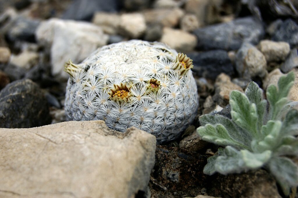 Subspecies Mammillaria lasiacantha egregia  iNaturalist