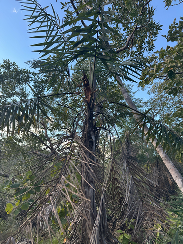 Syagrus comosa